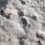 Spuren im Schnee